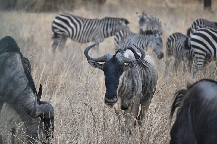 5 Days Group Camping Safari