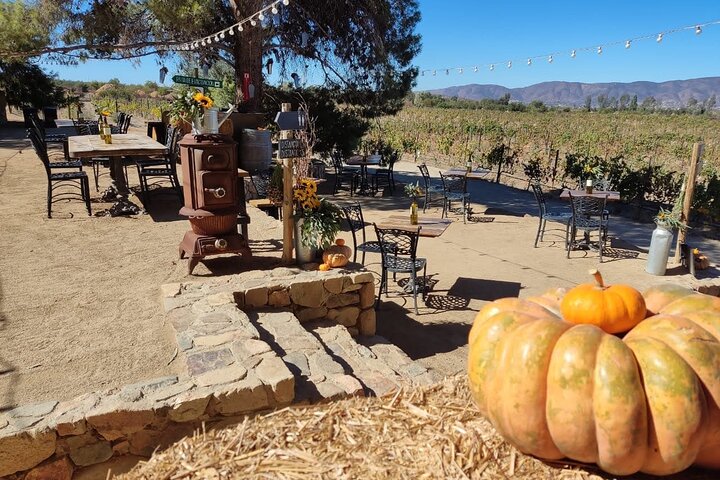 Premium Valle de Guadalupe Wine and Food Tour