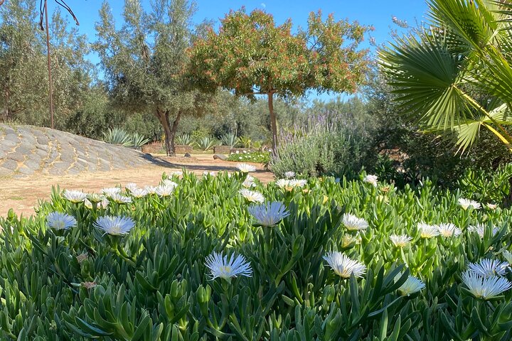 Premium Valle de Guadalupe Wine and Food Tour