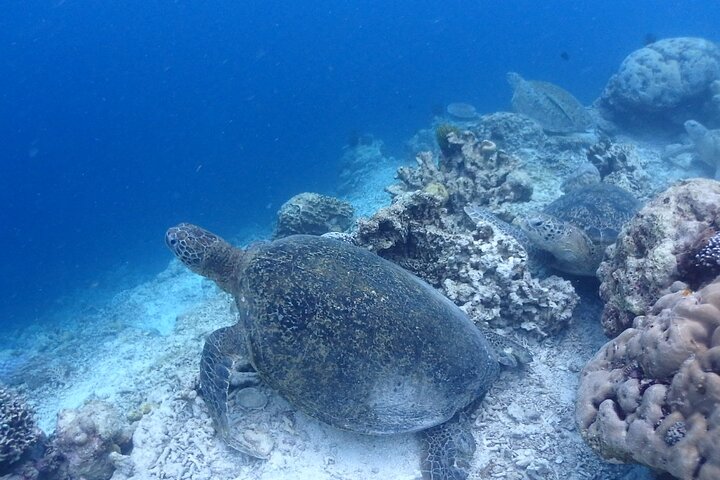 TRY SCUBA (non diver)