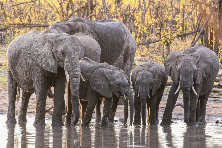 2 Nights 3 Days Chobe Safari ex Livingstone/ Victoria Falls