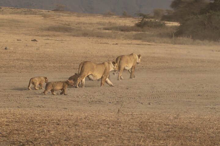 3 Days Serengeti & Ngorongoro Group Camping Safari