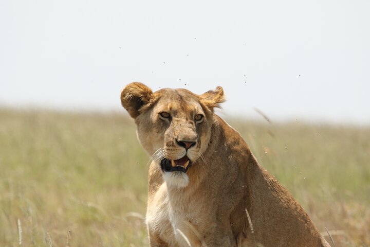 3 Days Tarangire, Ngorongoro & Lake Manyara Group Camping Safari