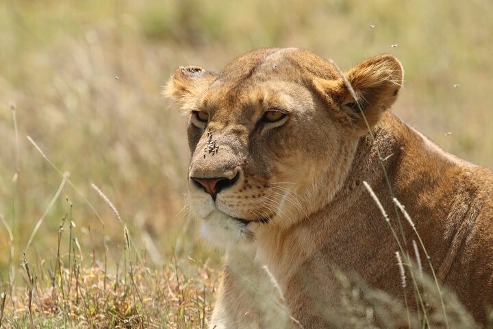 3 Days Tarangire, Ngorongoro & Lake Manyara Group Camping Safari
