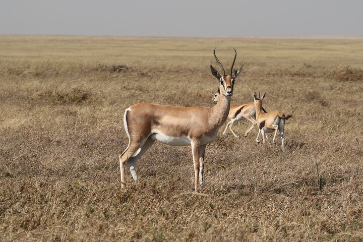 3 Days Tarangire, Ngorongoro & Lake Manyara Group Camping Safari