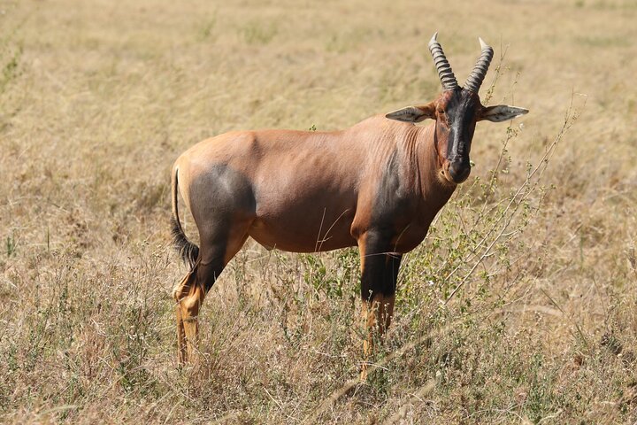 3 Days Tarangire, Ngorongoro & Lake Manyara Group Camping Safari