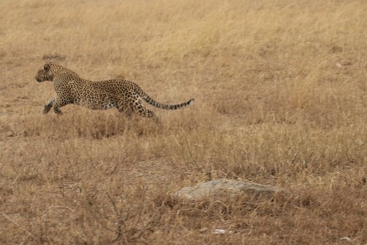 5 Days Group Camping Safari