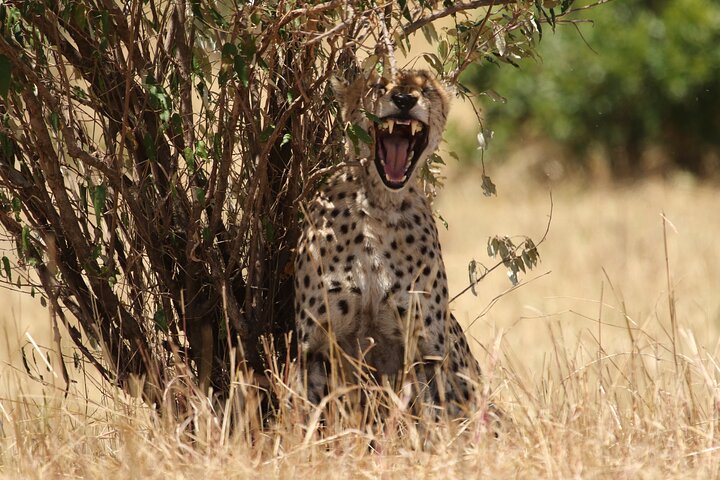 5 Days Group Camping Safari