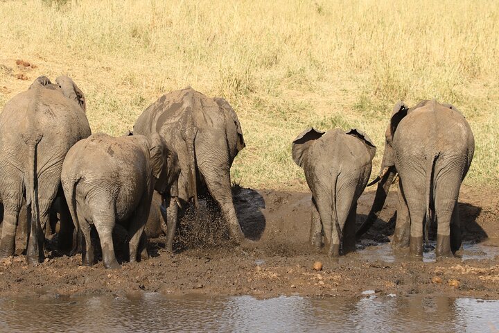 5 Days Group Camping Safari