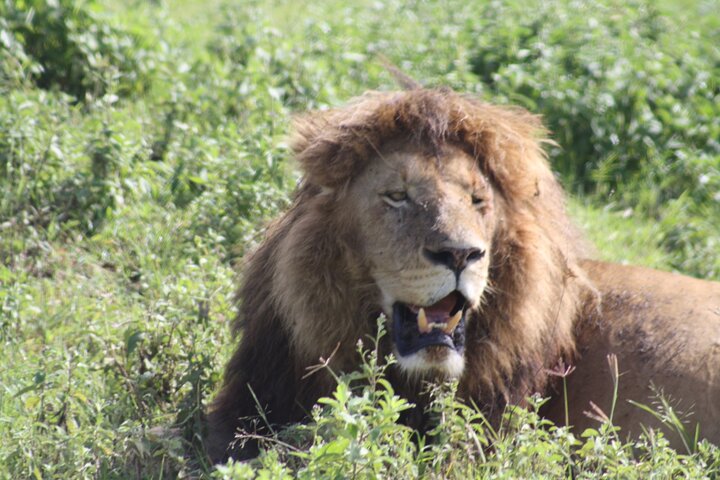 4 Days Group Camping Safari