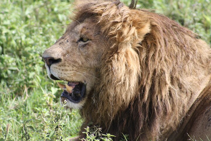 4 Days Group Camping Safari