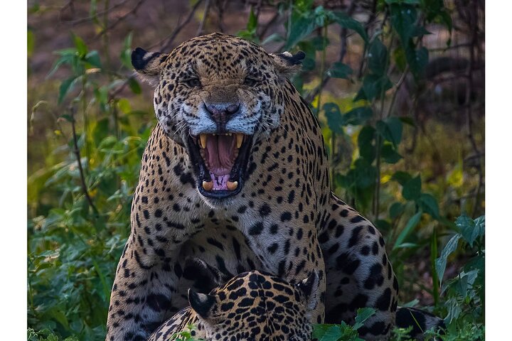 8 Days Jaguars and Pantanal Safari tour