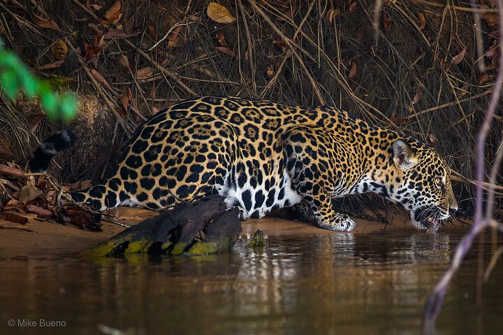 8 Days Jaguars and Pantanal Safari tour