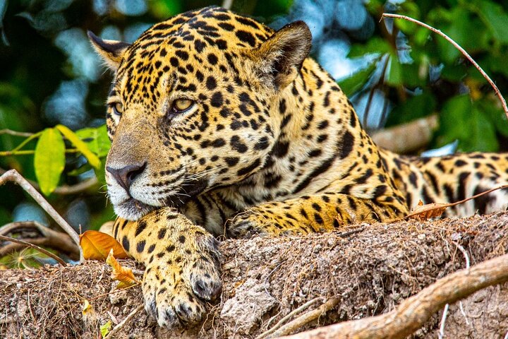 8 Days Jaguars and Pantanal Safari tour