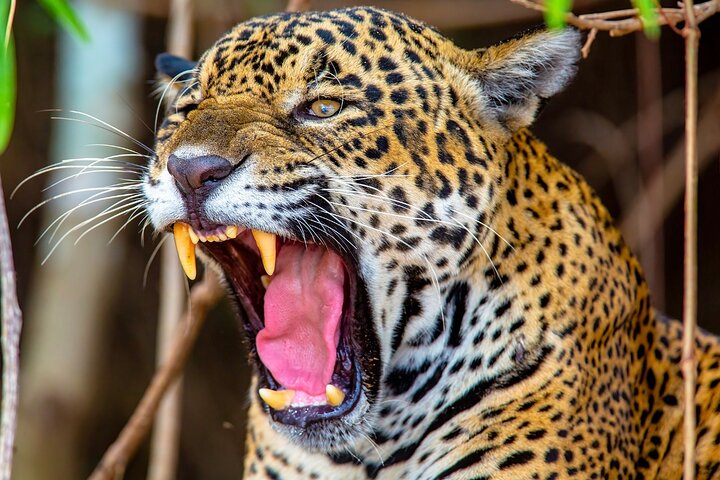 8 Days Jaguars and Pantanal Safari tour