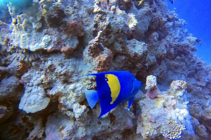 Private Diving Experience in The Heart of Red Sea in Aqaba