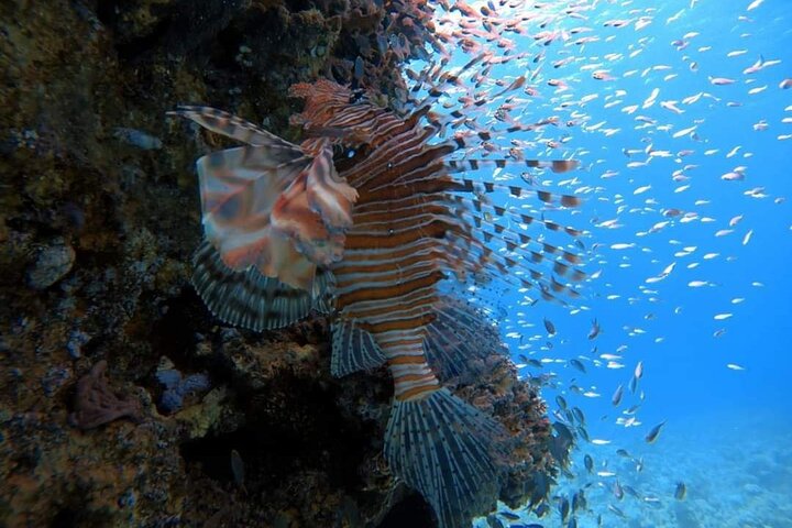 Private Diving Experience in The Heart of Red Sea in Aqaba