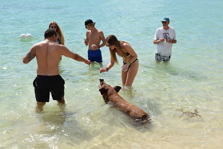 Swimming with Pigs in Nassau, Transportation Included