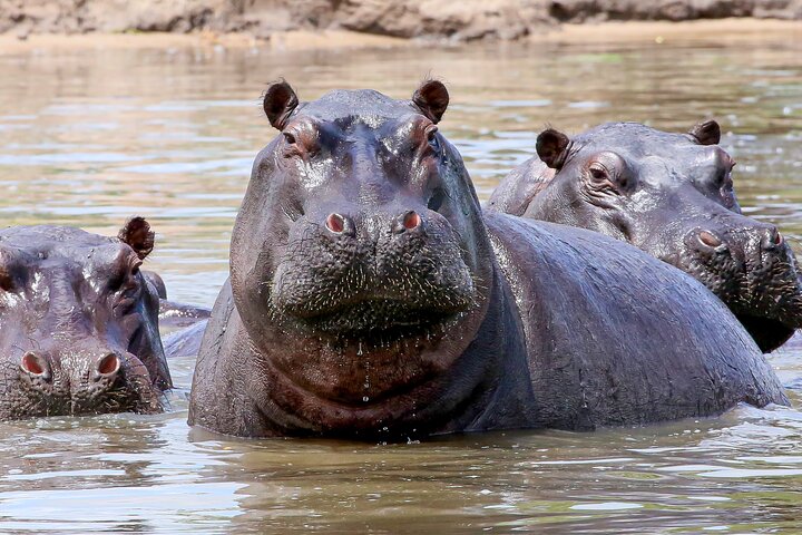 2 Nights 3 Days Chobe Safari ex Livingstone/ Victoria Falls