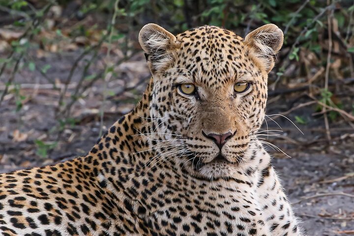 2 Nights 3 Days Chobe Safari ex Livingstone/ Victoria Falls