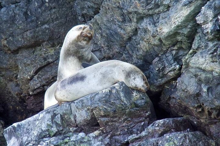 Balmaceda & Serrano Glaciers Cruise with Traditional Lunch