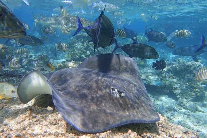 Sea Scooter Jet Snorkeling : Swim with Turtles, Rays & Sharks