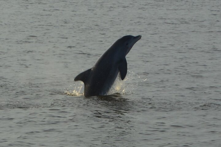 2-Hour Dolphin and Nature Eco Tour from Orange Beach