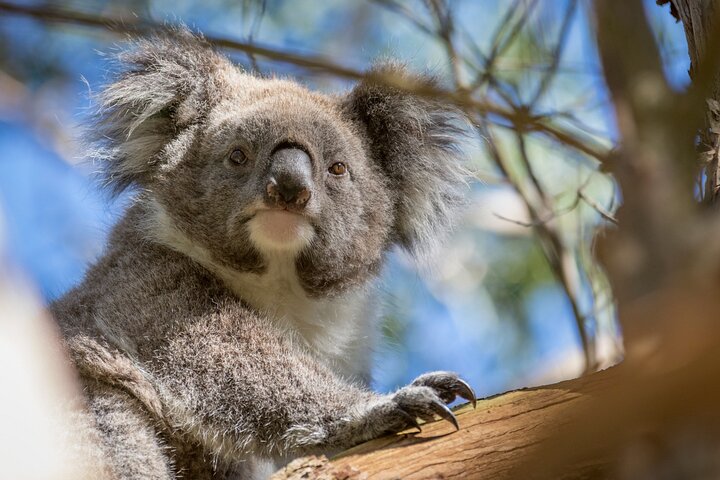 Phillip Island Penguin and Koala Highlights Day-Trip from Melbourne