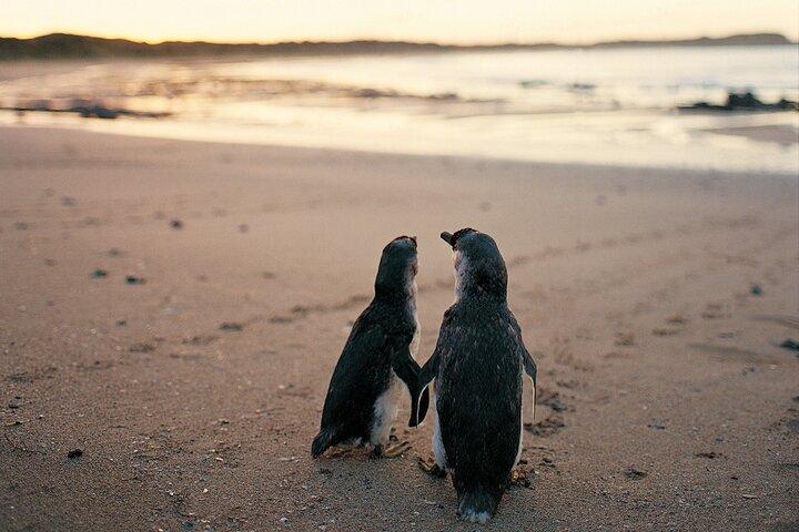 Phillip Island Penguin and Koala Highlights Day-Trip from Melbourne