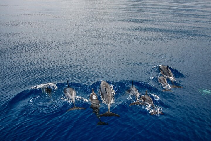 Kona Snorkel Tour: Captain Cook Reef Snorkel, Dolphin & Sea Caves
