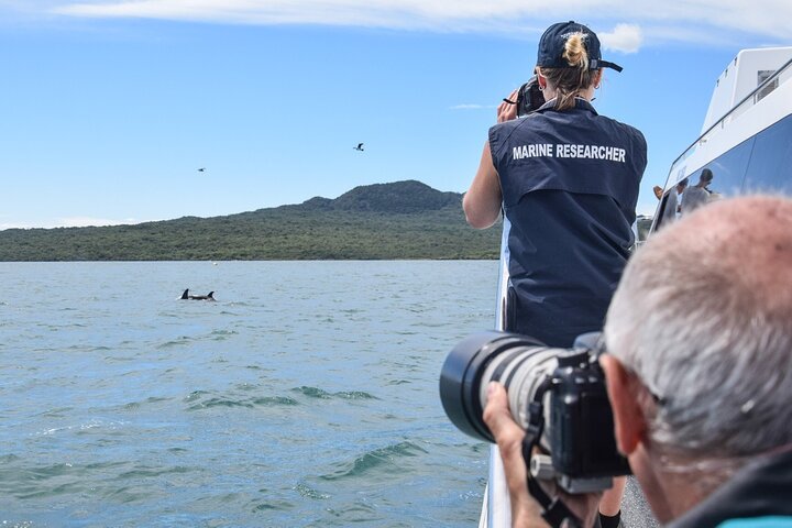 Auckland Dolphin and Whale Watching Eco-Safari Cruise