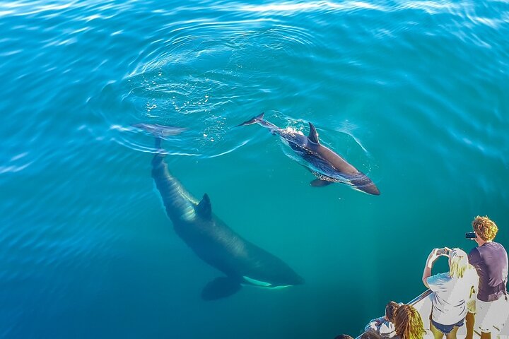 Auckland Dolphin and Whale Watching Eco-Safari Cruise