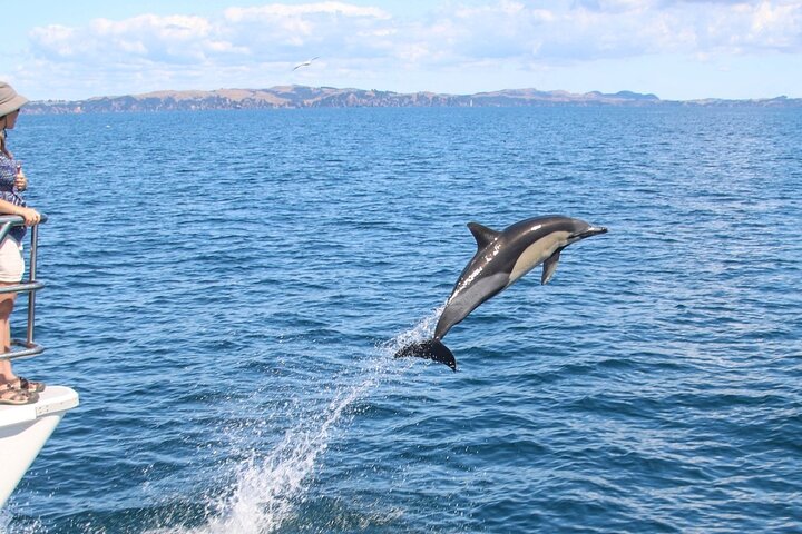 Auckland Dolphin and Whale Watching Eco-Safari Cruise