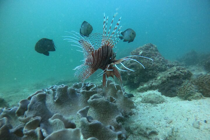 Snorkeling at Dimaniyat Islands and Dolphin Watching (Half-Day)