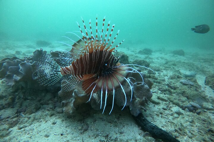 Snorkeling at Dimaniyat Islands and Dolphin Watching (Half-Day)