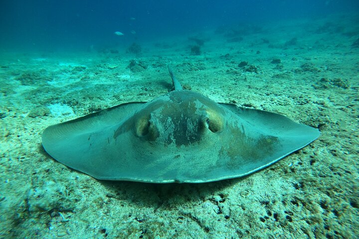 Snorkeling at Dimaniyat Islands and Dolphin Watching (Half-Day)
