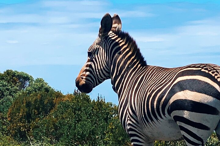 Cape Peninsula Full Day Tour in Private Car