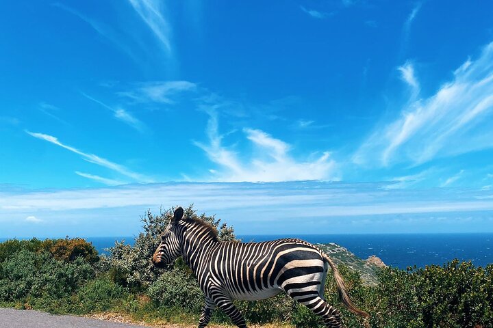 Cape Peninsula Full Day Tour in Private Car