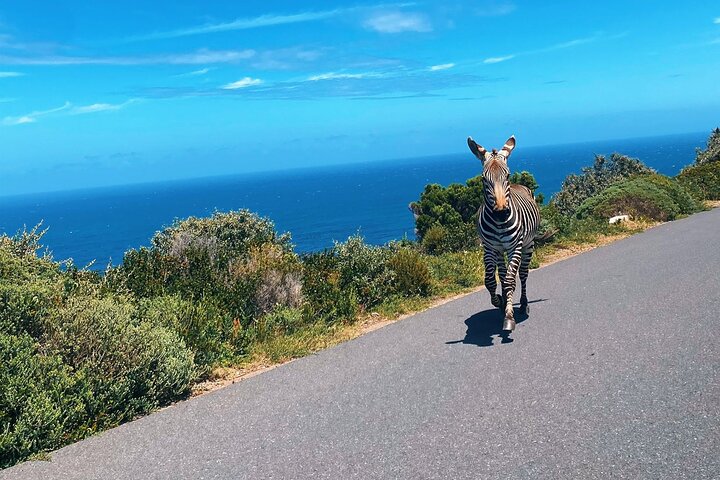 Cape Peninsula Full Day Tour in Private Car
