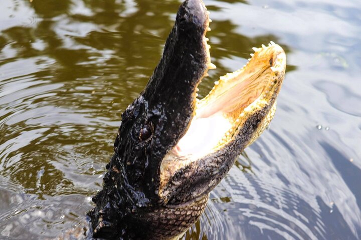 New Orleans Airboat Ride