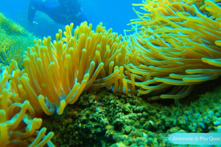 PRO-SNORKELING to Explore Hidden Coral Reefs (MAX 10 PAX)