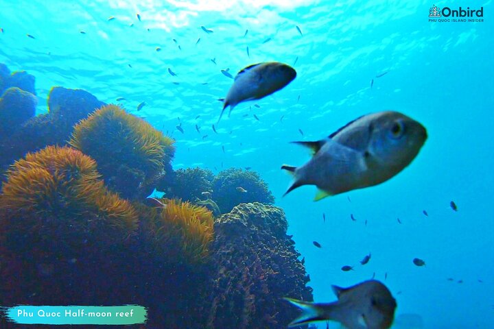 PRO-SNORKELING to Explore Hidden Coral Reefs (MAX 10 PAX)