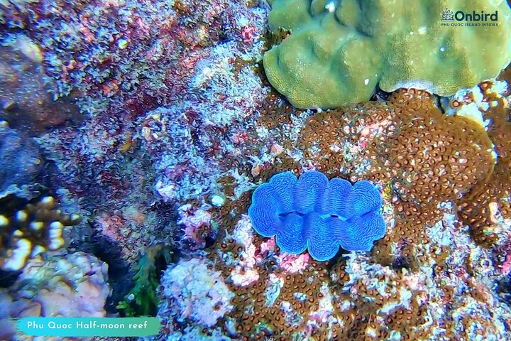 PRO-SNORKELING to Explore Hidden Coral Reefs (MAX 10 PAX)