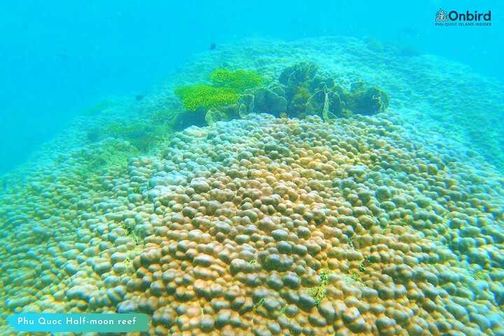 PRO-SNORKELING to Explore Hidden Coral Reefs (MAX 10 PAX)