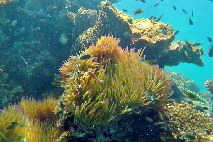 OnBird - Private family KID-FRIENDLY Snorkeling trip by speedboat in Phu Quoc