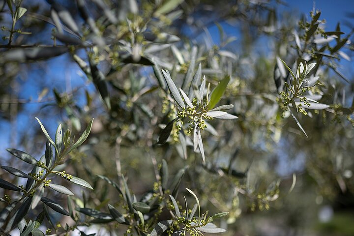 Small-Group Half-Day Languedoc Wine and Olive Tour from Montpellier
