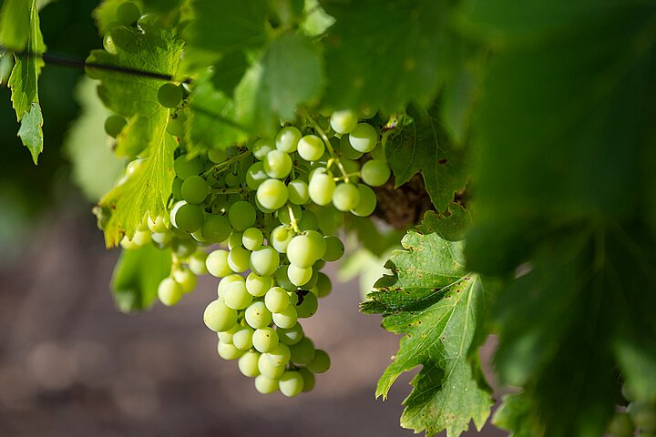 Private Half-Day Languedoc Wine Tour from Sète