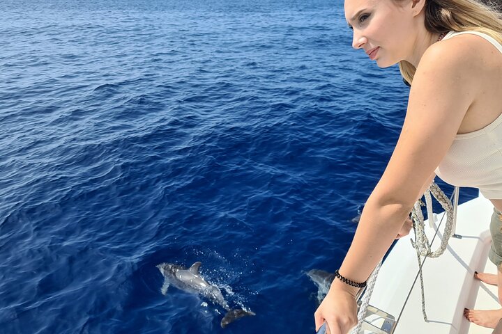 VipDolphins Luxury Whale Watching