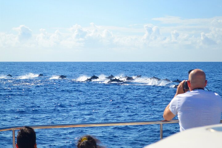 VipDolphins Luxury Whale Watching