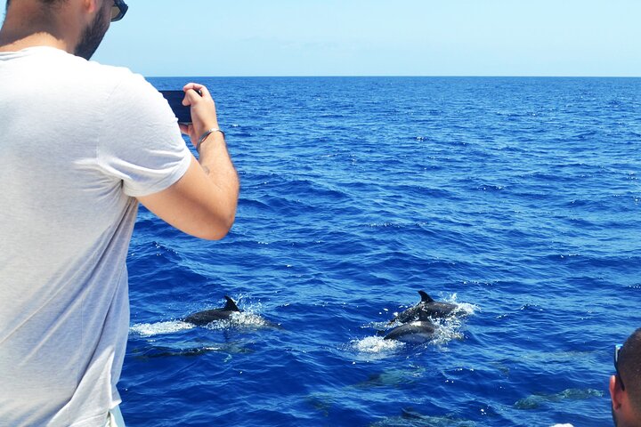 VipDolphins Luxury Whale Watching